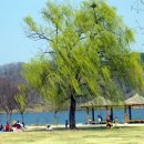 꿈꾸는 나무 이미지