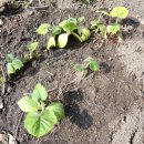 하우리농장 이미지