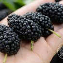 설산농장2 이미지