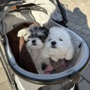 도그도그펫 | 왓도그캣 무료 펫선물, 강아지 유모차 후기