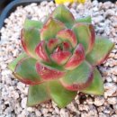 솔레미오 이미지