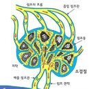 만병의 주범, 체내 염증, 림프액 다스리는 방법 이미지