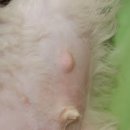 마이펫동물의료센터 이미지