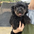 선여불로 이미지