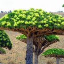 아라비아 반도 - 예멘 소코트라 섬 희귀나무 이미지