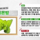 레몬밤