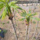 강준혁농장 이미지