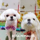 로즈펫살롱 이미지