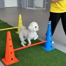 옐레드 애견유치원 애견호텔 하남미사점 이미지