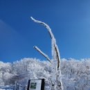 소백산 설경(주목) 이미지