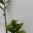 풀보석사우나 | 숨겨진 보석 발견! 인생 첫 찐 만족 강남역왁싱 솔직 후기