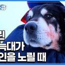 몽골 초원의 수호강쥐 방카르 이미지