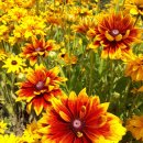 루드베키아 이미지