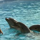 그랑블루 이미지