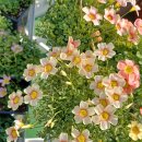 버밀리언 이미지