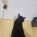 원곡팥칼국수