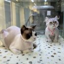 부산고양이미용&호텔 무냥무냥 대연점 이미지