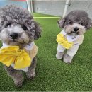 리치펫하우스 이미지