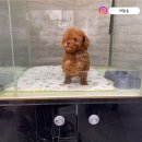 개맑음 | 토이푸들분양 부모견이 중요하지 않는이유 (후기증명) 개맑음애견샵