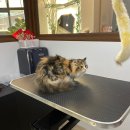 온천장고양이 이미지