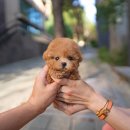 털찐이