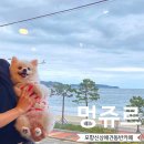 멍디저트 | 포항 신상 애견동반카페 송도해수욕장 멍쥬르 내돈내산 솔직후기