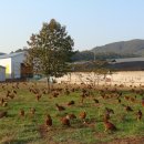 친환경 토종닭 농장 이미지