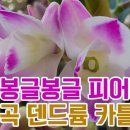 봉글봉글 이미지