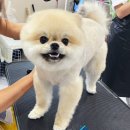 영천애견미용 이미지