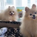 까까멍펫푸드 | 강아지 수제간식 추천 / 소중한 반려견에게 선물하는 믿고 먹이는 영양간식 여시까까