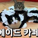 사람말고 고양이 메이드카페면 환영인대요 이미지