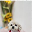 미소애견샵 이미지