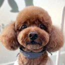 이다애견미용실 이미지