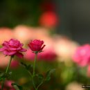 강촌농장 이미지