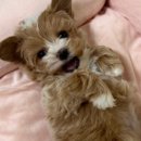 마레동물병원 이미지