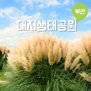 버들유치원 | 부산 대저생태공원 팜파스 꽃구경 나들이 산책로 9월 가볼만한곳