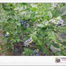 비당농장 이미지