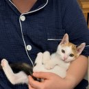 강아지랑고양이 이미지