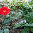 충남 아산 세계 꽃 식물원.... 이미지