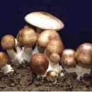 버섯에서 발견하는 건강의 지혜 이미지