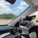 오월의 동물병원 | 경산, 시지에 위치한 오월의 동물 병원 방문 후기