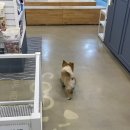 24시 시유동물메디컬센터 이미지