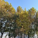 은행나무길카센터 이미지