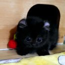 캣프렌즈 이미지