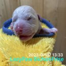 도도 켄넬 이미지