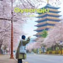 농협경주교육원 오락실 | 경주 필수 벚꽃명소! 황룡원 개화 주차장 포토스팟 가는길