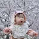 도로변(구로동로 13) | #123 육아일기👶 D+295~297 성장기록 / 아기랑 벚꽃놀이🌸 후기이유식 진밥 적응기🍚