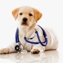 나눔 양한방동물병원 이미지