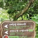 비자림 | 제주 비자림 탐방 코스 후기, 숨은 볼거리와 여행 꿀팁 총정리