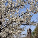 개나리공원 | 구미 동락공원 매화 벚꽃 개나리 목련 실시간 개화 상태 후기